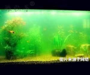 魚(yú)缸可以用活性炭來(lái)凈化嗎？